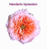 MANDARIN XPRESSION