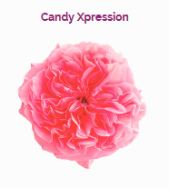 CANDY XPRESSION