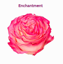 ENCHANTMENT