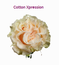 COTTON XPRESSION