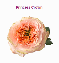 PRINCESS CROWN