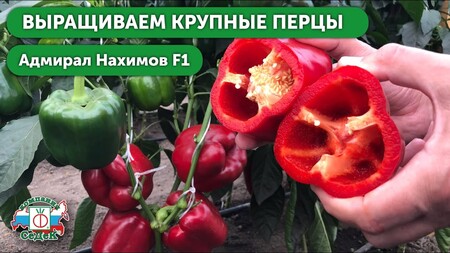 Серия перцы-Полководцы