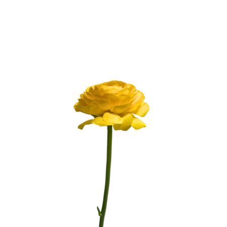 Giallo (Ranunculus)