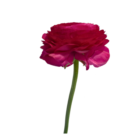 Hot Pink (Ranunculus)